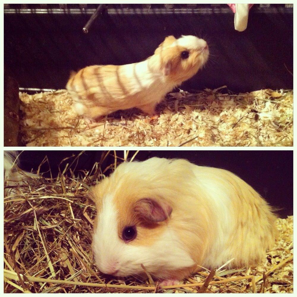 Marsvin Eskild - Øverst: 4 uger gammel, nederst: 3 måneder billede 28