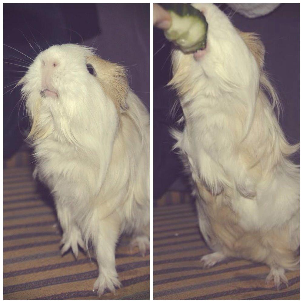 Marsvin Eskild - "Se hvor dygtig jeg er, jeg kan stå på to ben - giv mig så den agurk!" billede 20