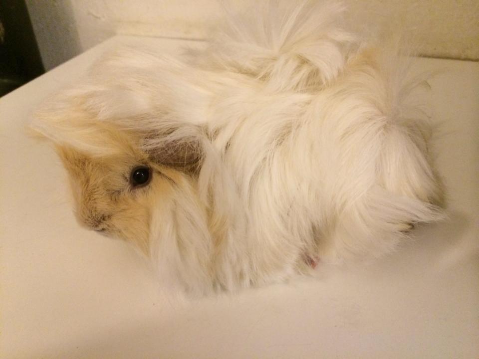 Marsvin Pelle billede 3