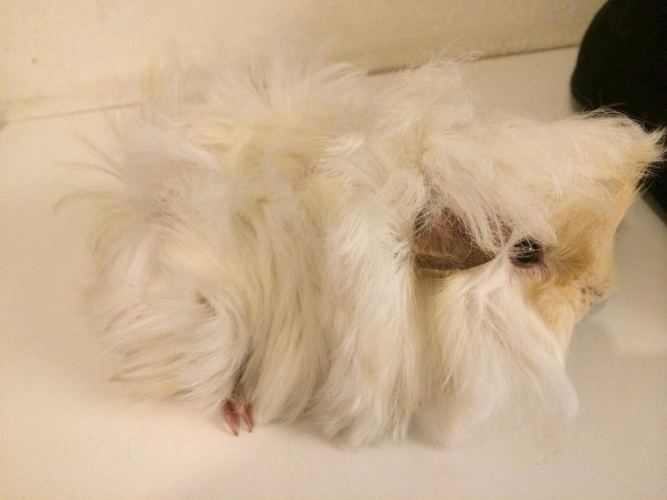 Marsvin Pelle billede 6