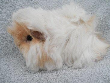 Marsvin Pelle - Pelle, da han var en lille tot. billede 9