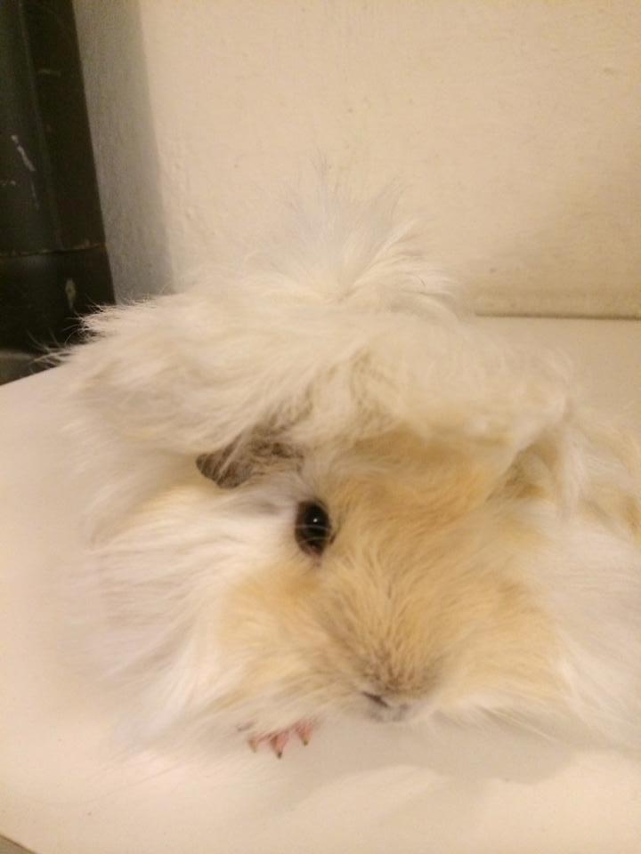 Marsvin Pelle billede 5