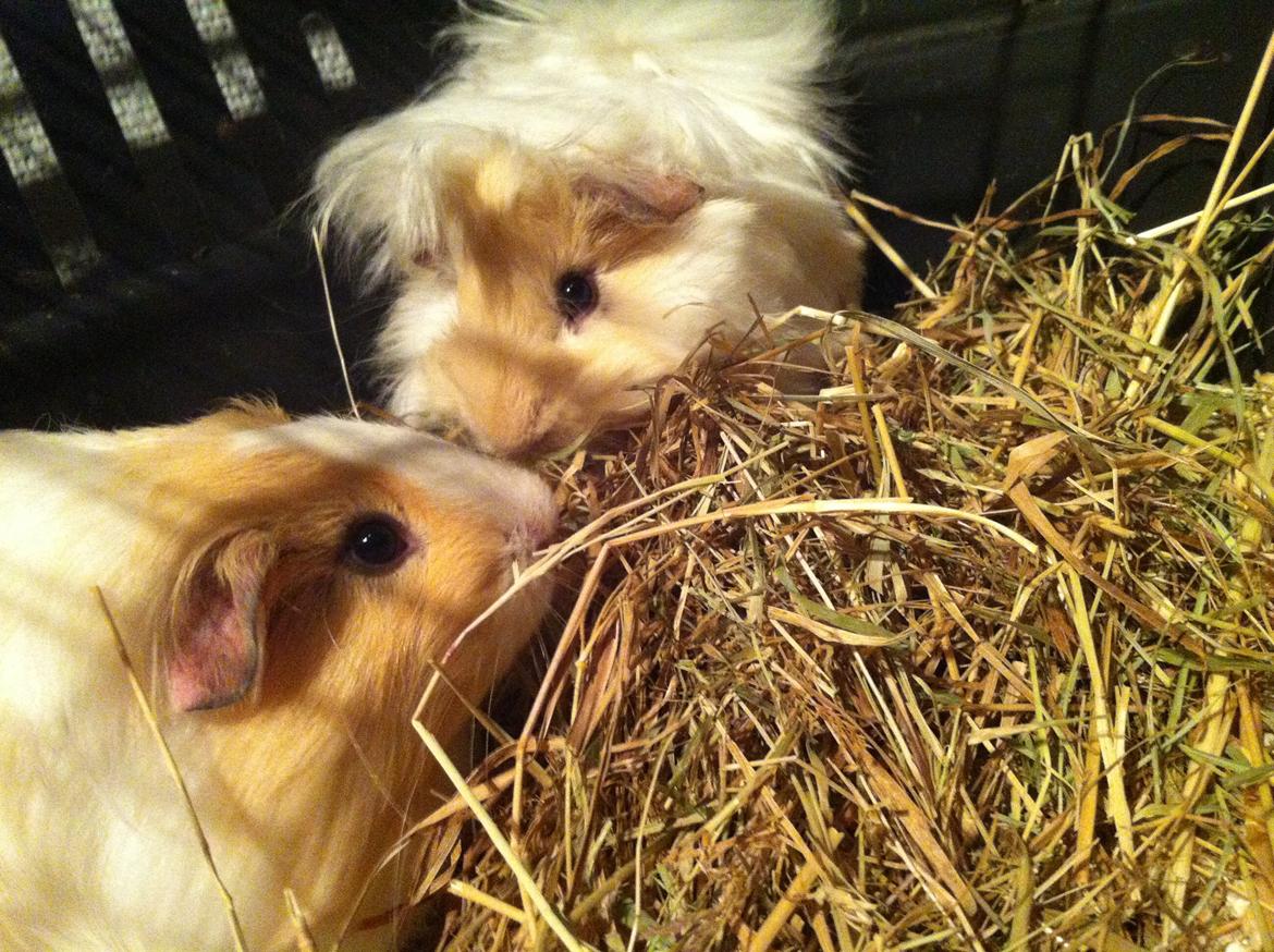 Marsvin Pelle billede 10