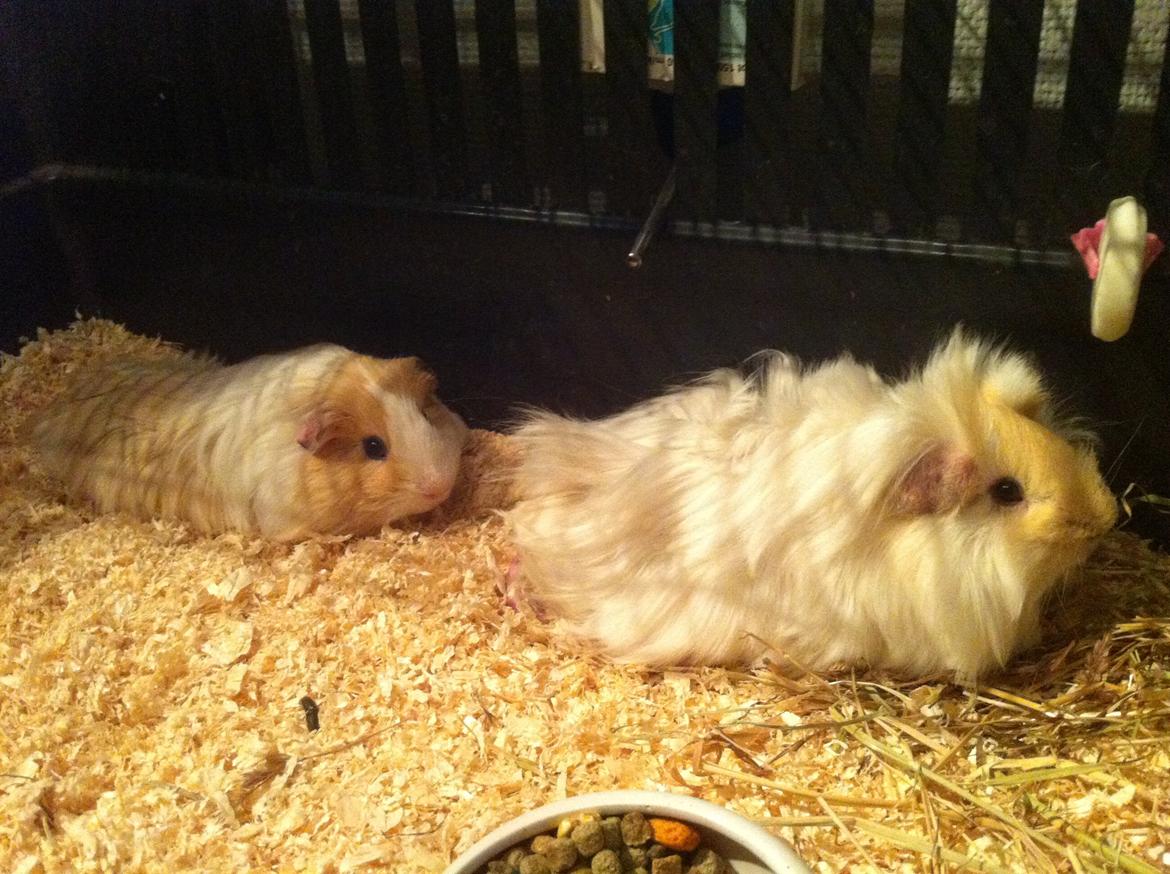 Marsvin Pelle billede 13