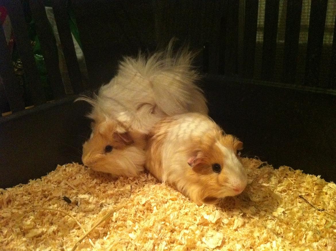 Marsvin Pelle billede 14