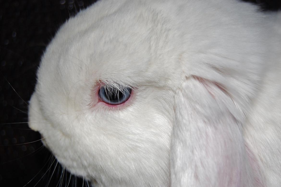 Kanin Cassanova billede 8