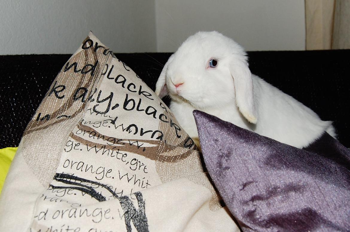 Kanin Cassanova billede 6