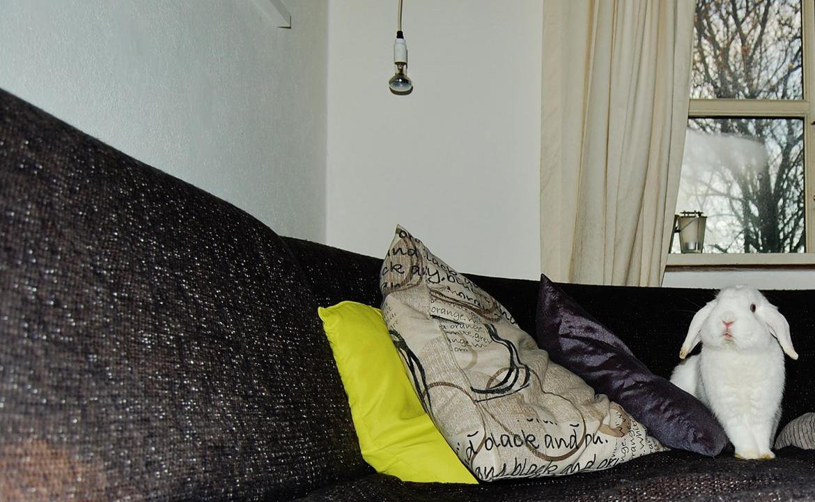 Kanin Cassanova billede 9