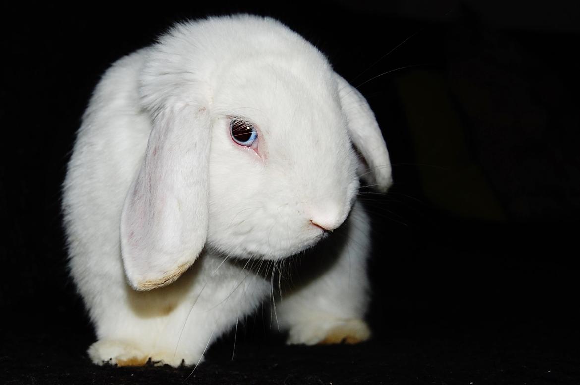 Kanin Cassanova billede 4