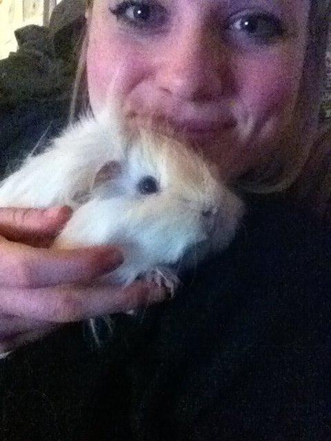 Marsvin Pelle billede 16