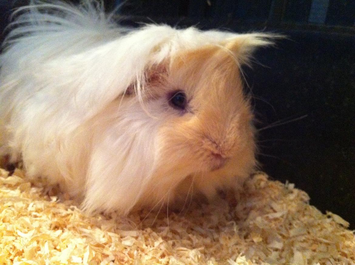 Marsvin Pelle billede 4