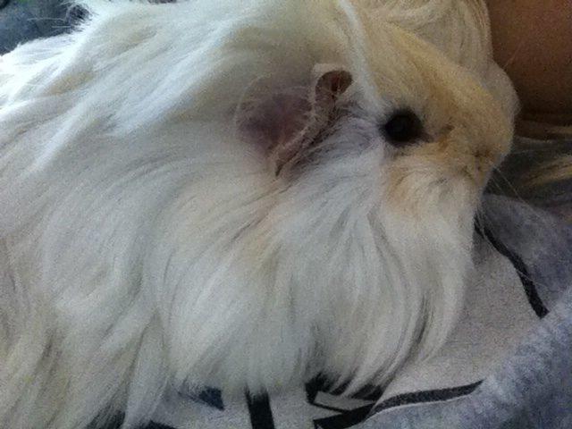 Marsvin Pelle billede 18