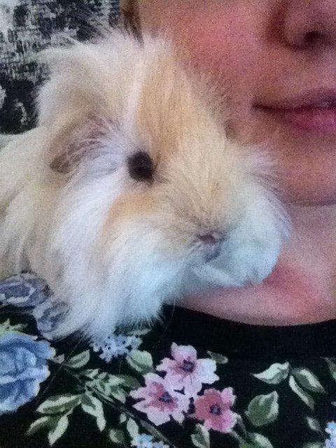 Marsvin Pelle - Pelle leger nogle gange papegøje, fordi han elsker at sidde sådan her på min skulder. billede 11