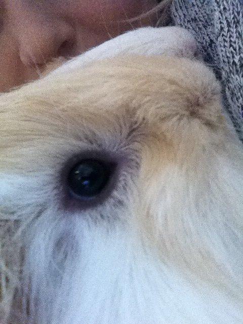 Marsvin Pelle billede 19