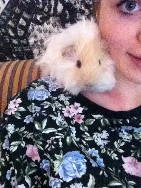 Marsvin Pelle billede 12