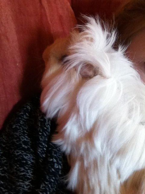 Marsvin Pelle billede 22