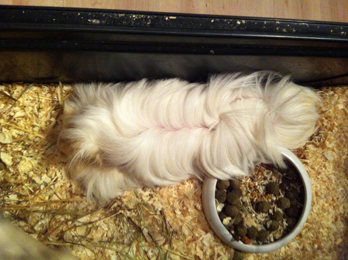 Marsvin Pelle - Igen flader Pelle ud, og bliver lige pludselig en lang pelset pølse hihi. billede 23