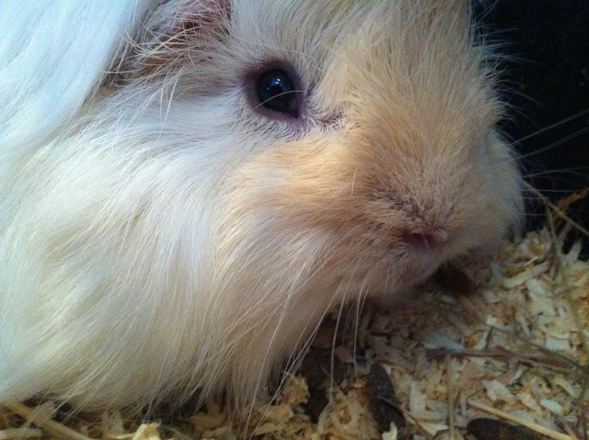 Marsvin Pelle billede 20