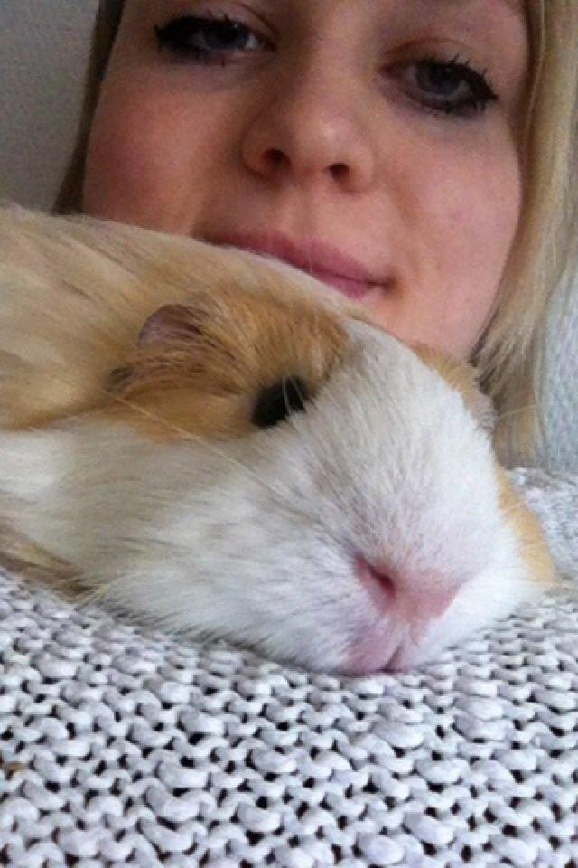 Marsvin Eskild - Her flader han lige ud hos mig, søde pelsklump. billede 19