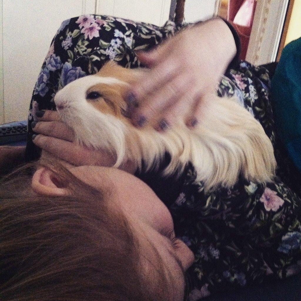 Marsvin Eskild - Han er en værre hyggefis <3. billede 24