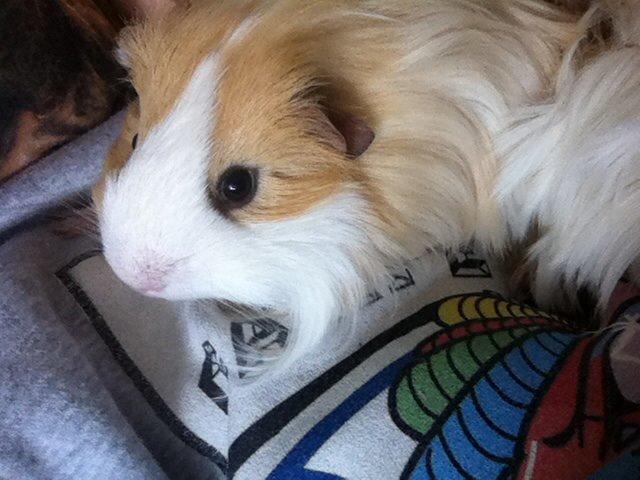 Marsvin Eskild billede 29