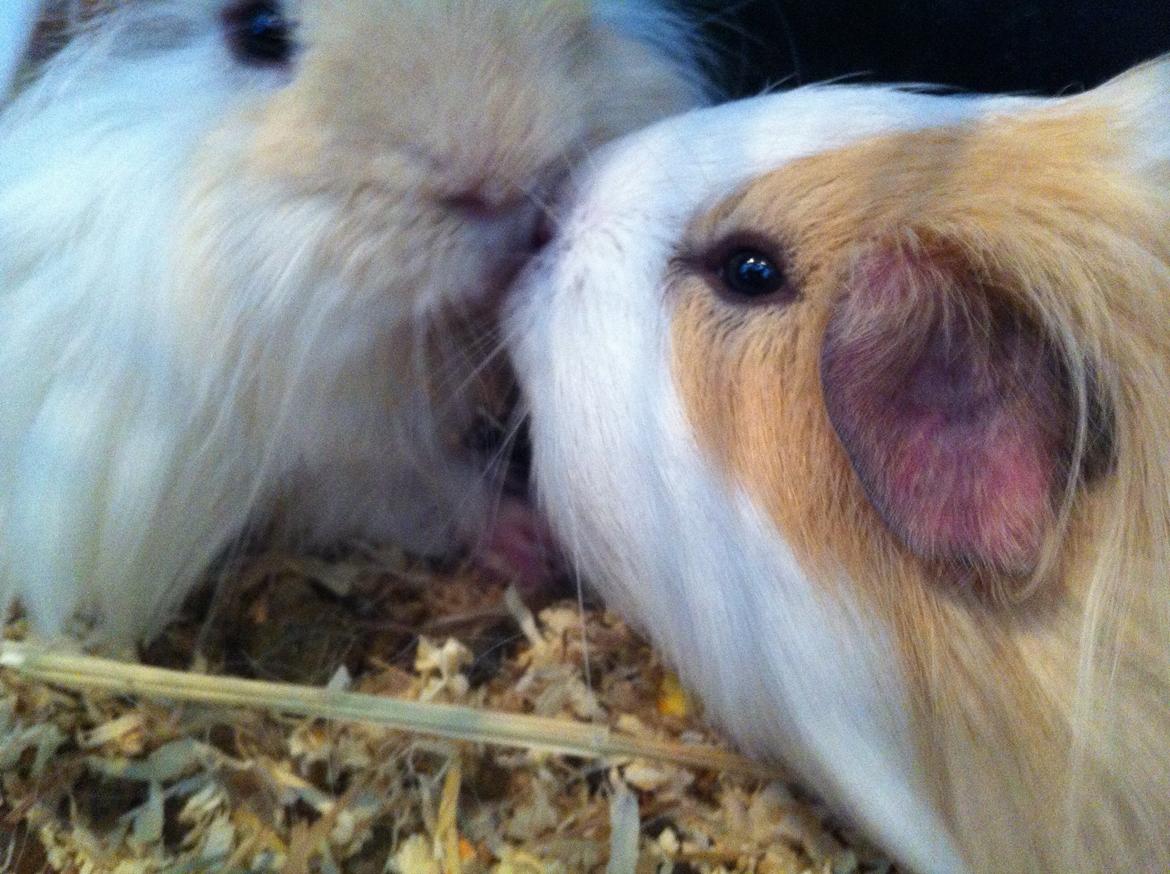 Marsvin Eskild - Pelle skal da lige mysses lidt, iiih <3 billede 18