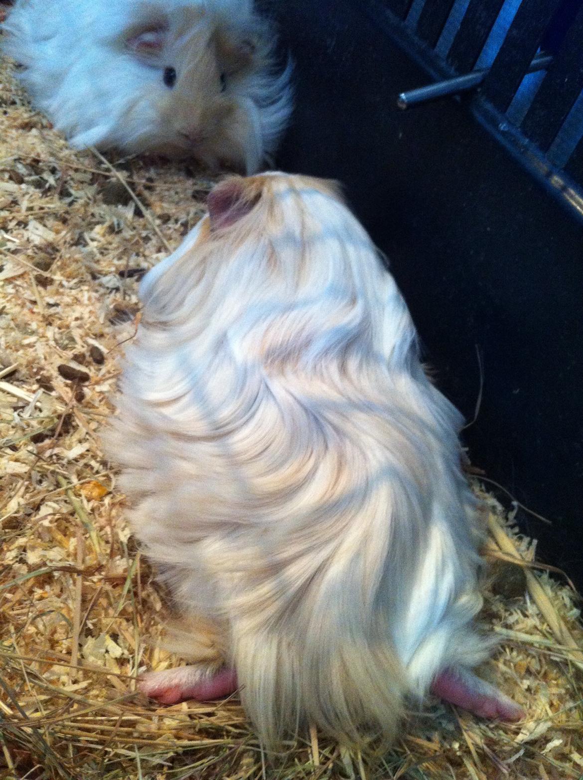 Marsvin Eskild - Når der skal flades ud, så er Eskild mesteren. billede 22