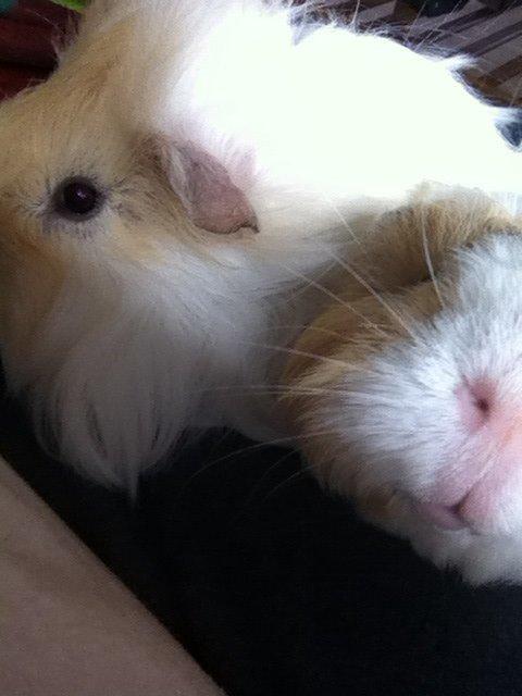 Marsvin Eskild - Nysgerrig som altid, hihi - "tager du billeder?" billede 30