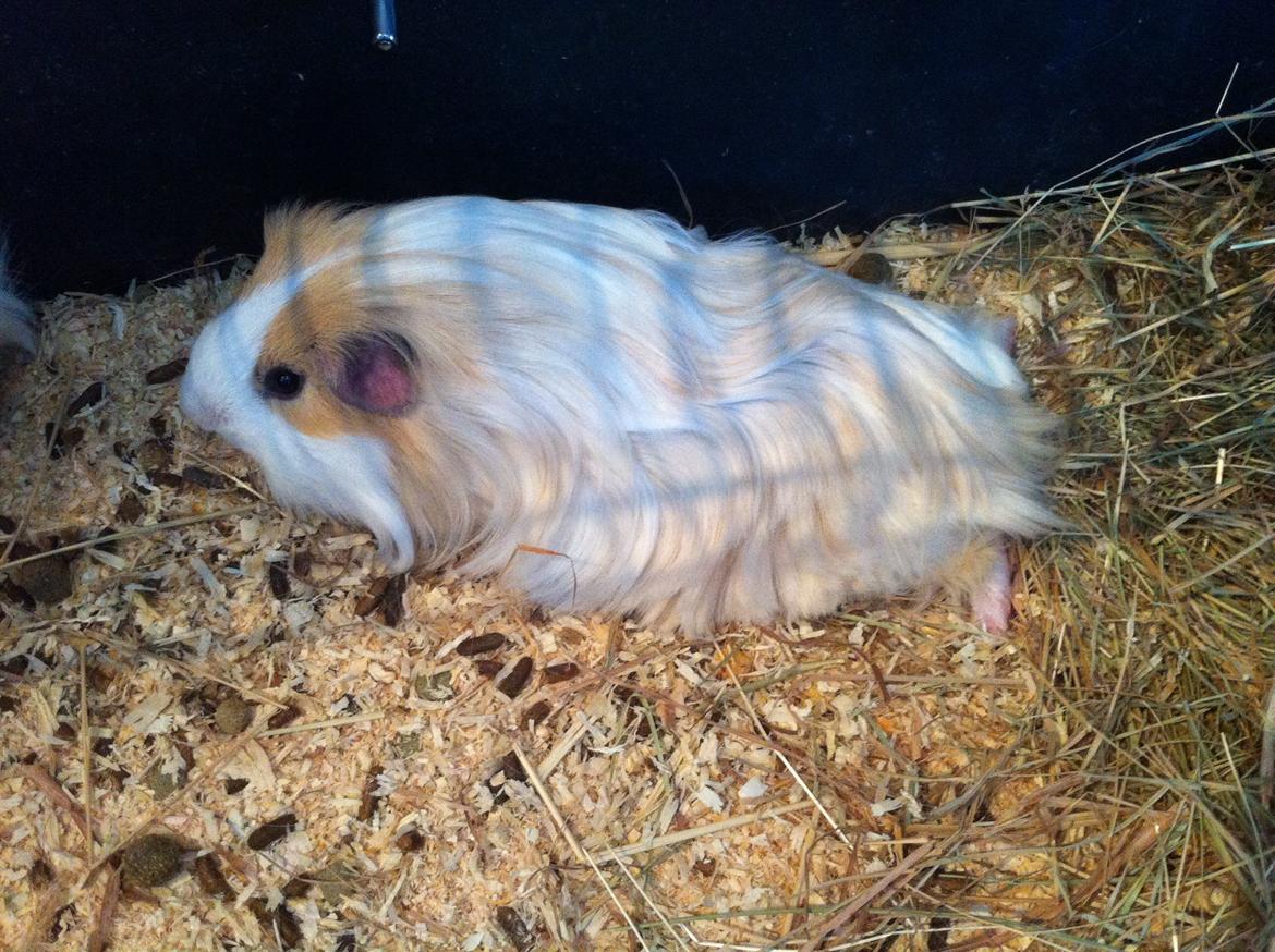 Marsvin Eskild billede 23