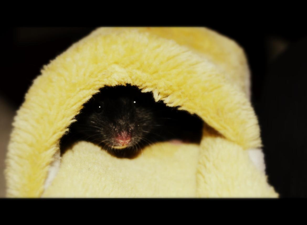 Hamster Admirable *Anton* - Anton i vanten på min Pikachu hue. :P billede 8
