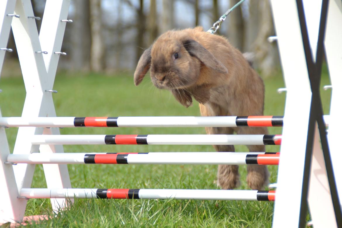 Kanin Eagles' Ice Pack af Lego-Gården billede 1