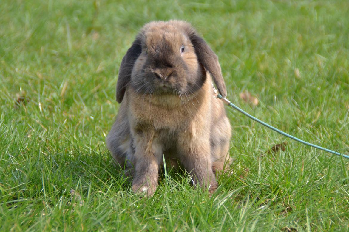 Kanin Eagles' Ice Pack af Lego-Gården billede 2