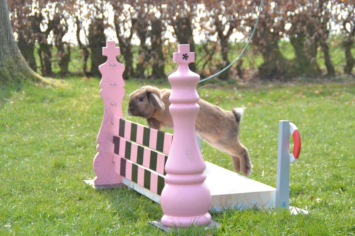 Kanin Eagles' Ice Pack af Lego-Gården billede 3