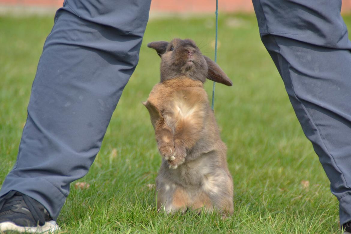 Kanin Eagles' Ice Pack af Lego-Gården billede 4