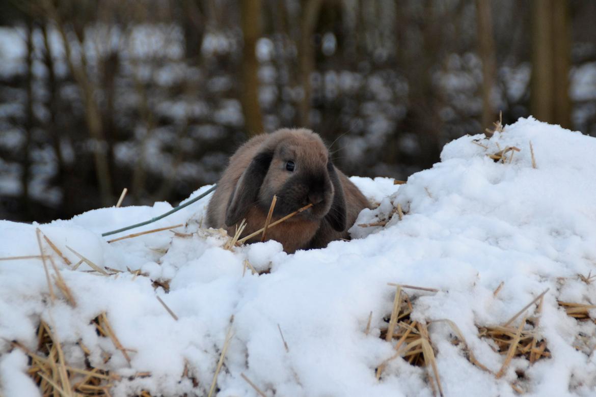 Kanin Eagles' Ice Pack af Lego-Gården billede 8