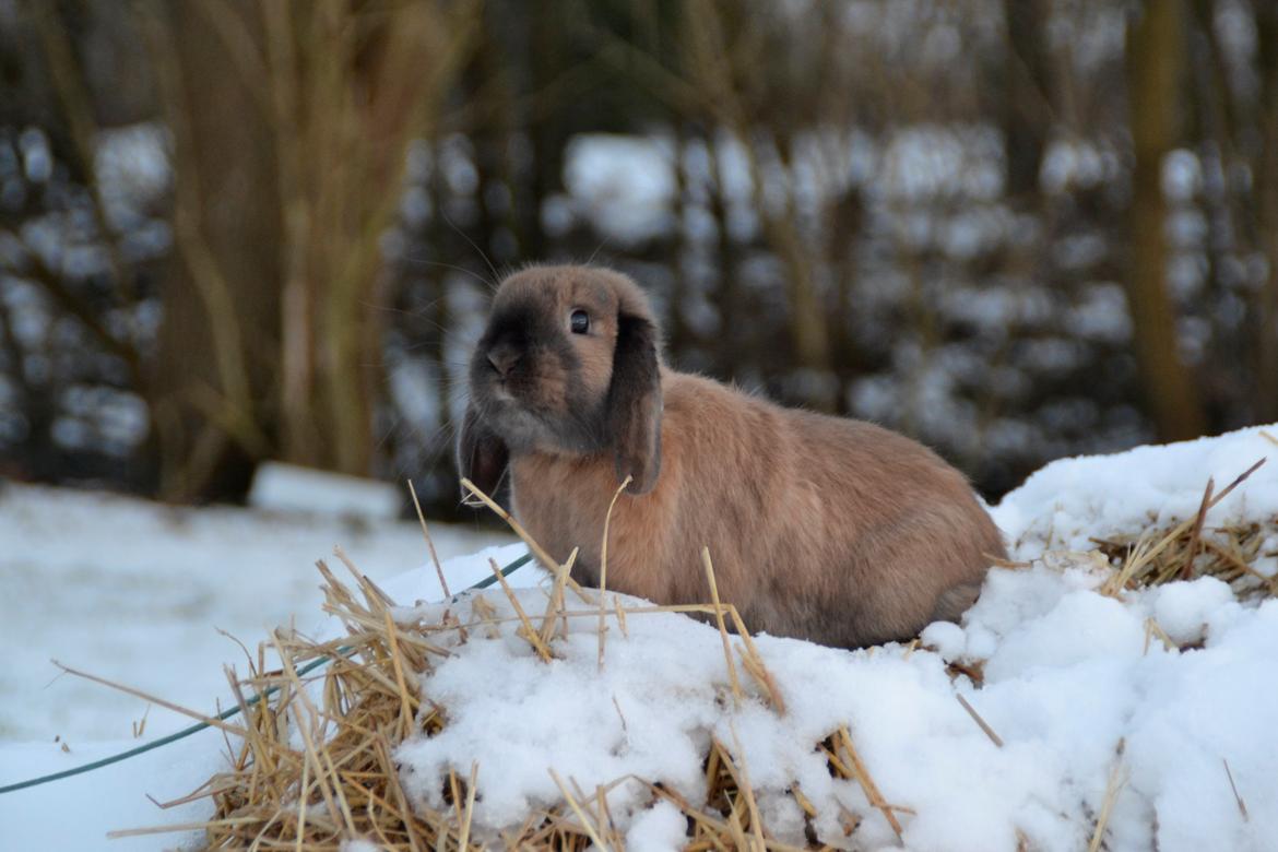 Kanin Eagles' Ice Pack af Lego-Gården billede 9