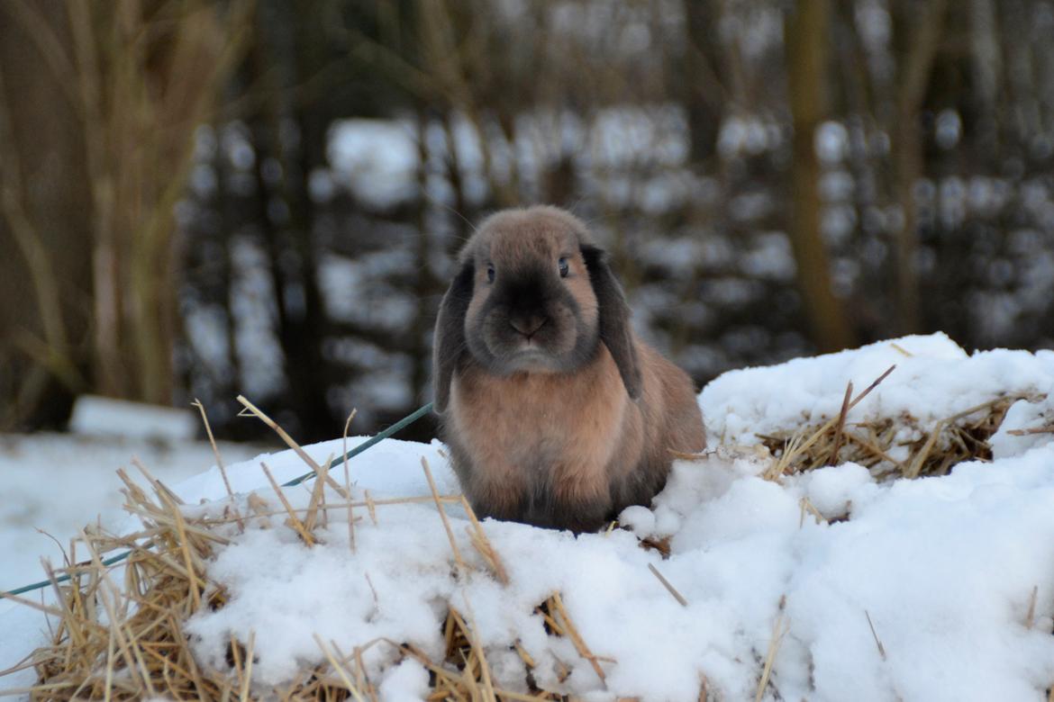 Kanin Eagles' Ice Pack af Lego-Gården billede 10