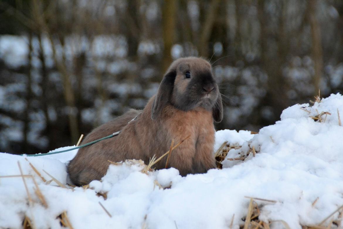 Kanin Eagles' Ice Pack af Lego-Gården billede 11