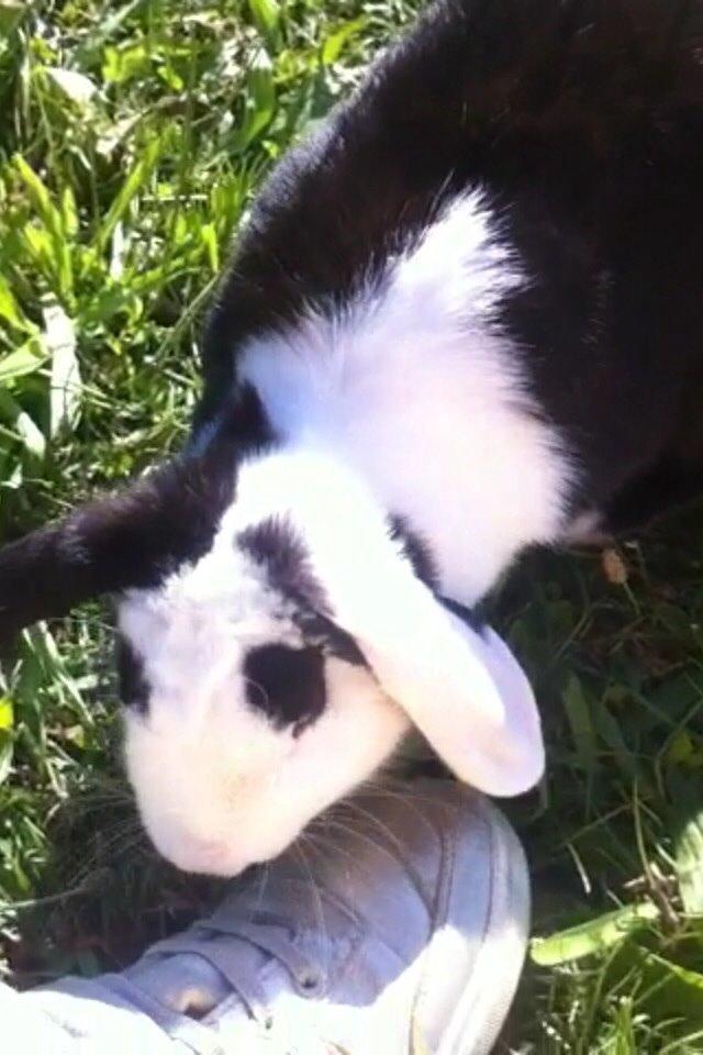 Kanin Brocks Arks Diva billede 13