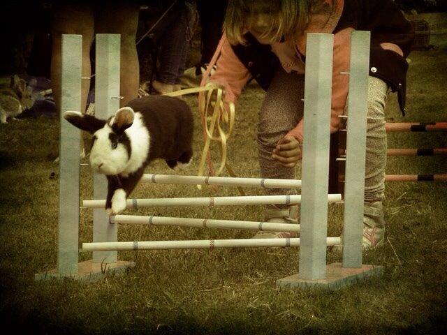 Kanin Brocks Arks Diva billede 14