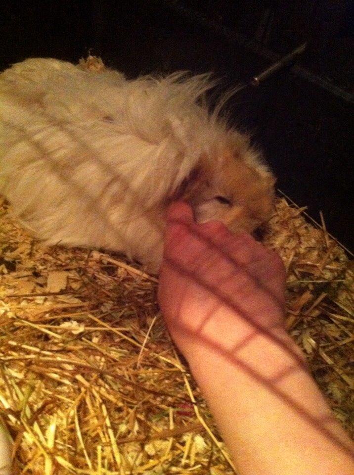 Marsvin Pelle - Der er vidst nogen, der er helt pjattet med at få nusset kinder. billede 8