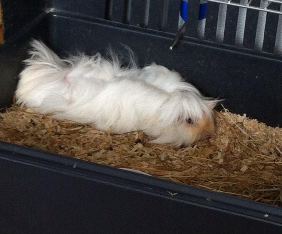 Marsvin Pelle - Pelle, der flader heeeelt ud. Han er dælme lang og dejlig! billede 7