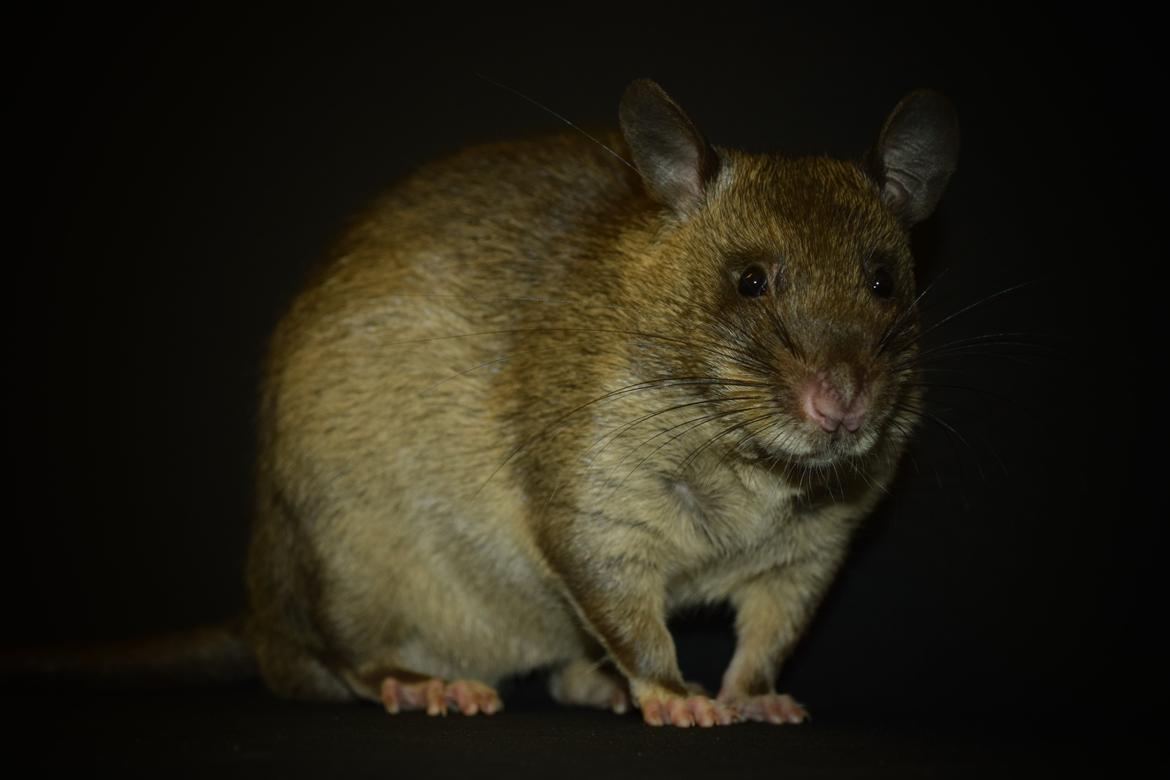 Tamrotte (GAMBIANSK KÆMPEROTTE) Higgels Bigotes billede 19