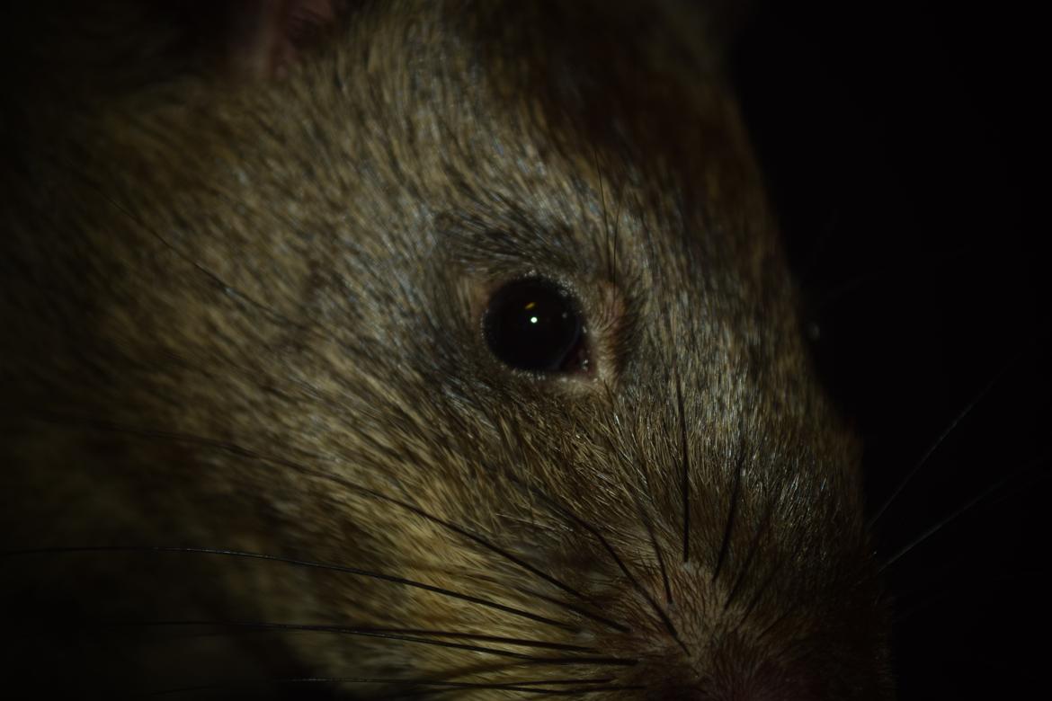 Tamrotte (GAMBIANSK KÆMPEROTTE) Higgels Bigotes billede 20