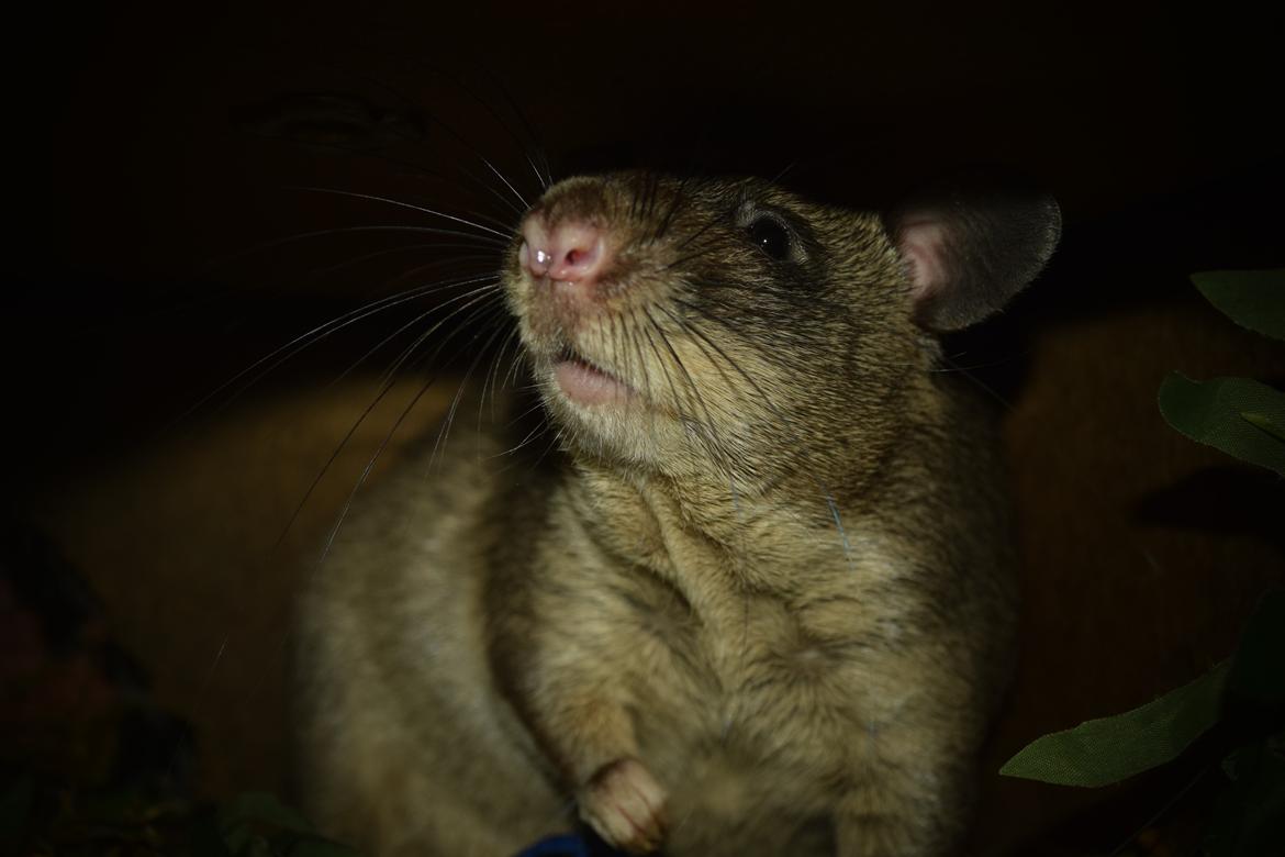 Tamrotte (GAMBIANSK KÆMPEROTTE) Higgels Bigotes billede 21