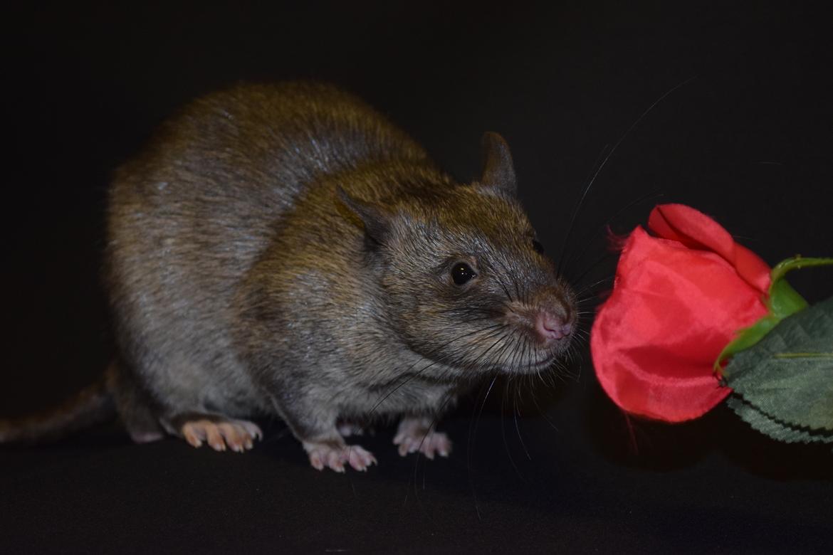 Tamrotte (GAMBIANSK KÆMPEROTTE) Higgels Bigotes billede 22