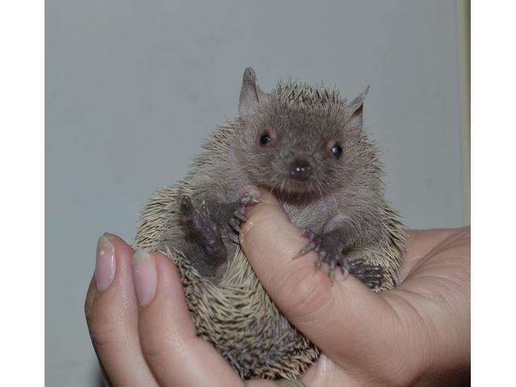 Pindsvin Millan (Tenrec) billede 2