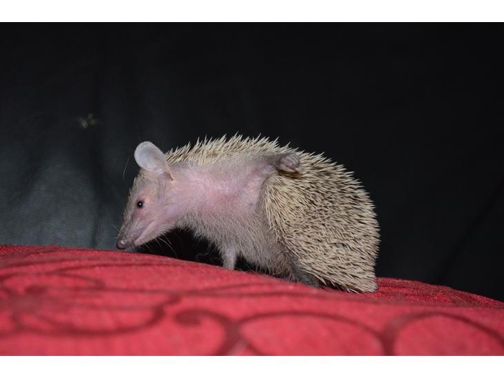 Pindsvin Millan (Tenrec) billede 4