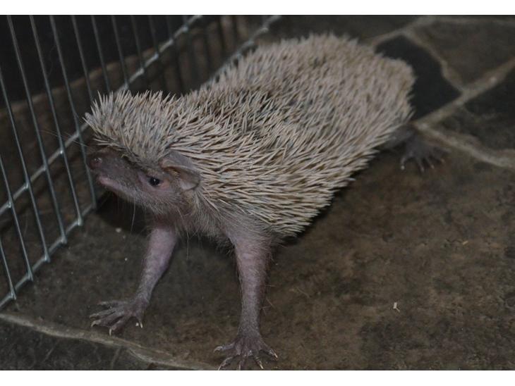 Pindsvin Millan (Tenrec) billede 6