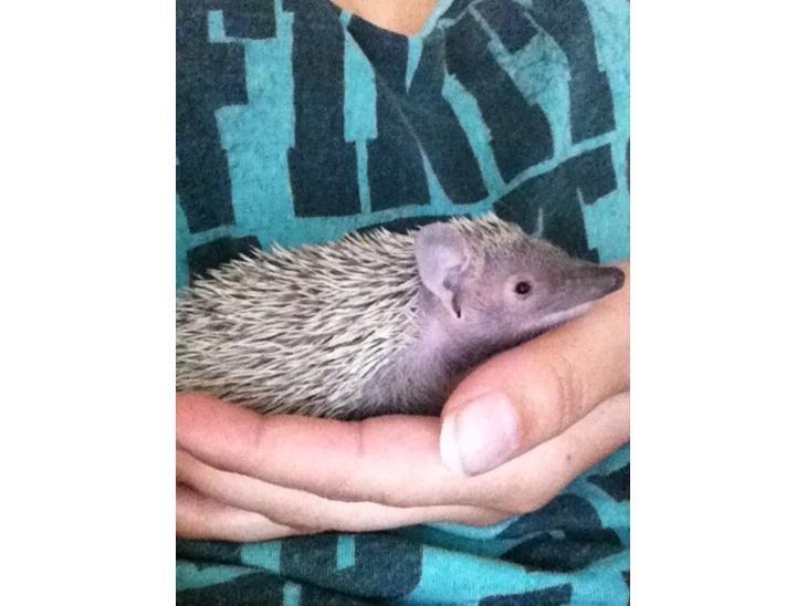 Pindsvin Millan (Tenrec) billede 19